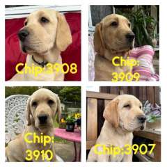 Labrador Puppies males With pedigree papers from Dogs NSW