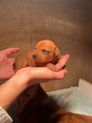  🐾 Rare German Pinscher x Miniature Pinscher Puppies 🐾