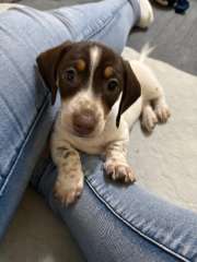 READY NOW Long and Short Haired Miniature Dachshunds