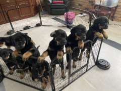 7 Rootweilers puppies for sale