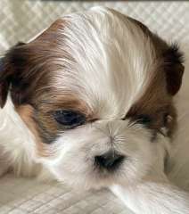 SHIH TZU PUPPIES (PUREBRED)