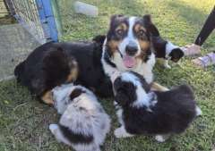 Australian Shepherd Puppies for Sale