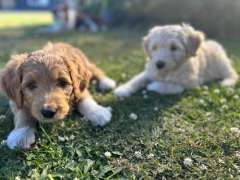 Bordoodle Puppies (Standard size)