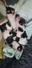 Purebred mini foxys ready from 9th august 2025