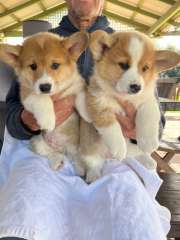 Corgi Puppies