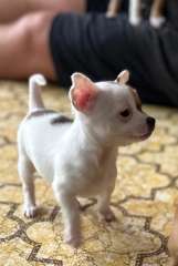 Chihuahua Puppies ready now