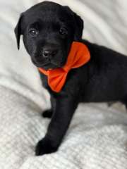 Purebred Labrador Retriever Puppies looking for their foreve