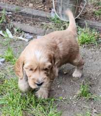 Poodle x Cocker pups