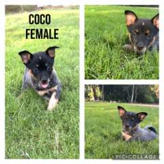 Australian Cattle Dog Puppies - Blue Heelers Pure Bred