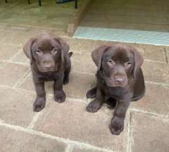 CHOCOLATE CANADIAN PEDIGREE LABRADOR PUPPIES