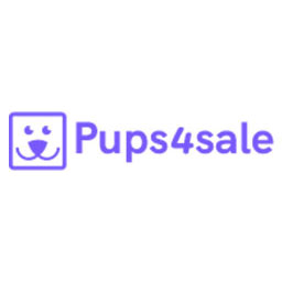 Beautiful Maltalier Puppies