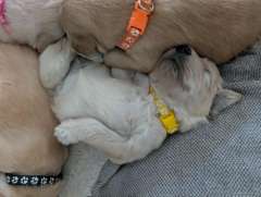 F2 Groodle (Golden Doodle) Puppies - Males &amp; Females