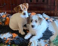 2 Stunning cheeky Jack Russell boys 