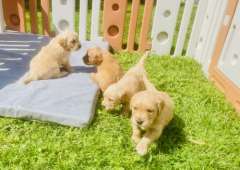 Stunning Golden Retriever Pups