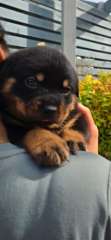 Purebred Rottweiler puppies (quality Rottweiler)