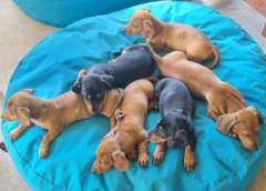 Dachshund Puppies 