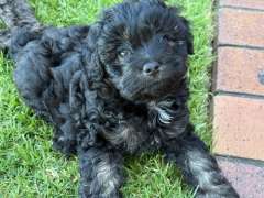 Cavoodle Puppies 