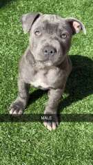 ENGLISH BLUE STAFFORDSHIRE PUPPIES