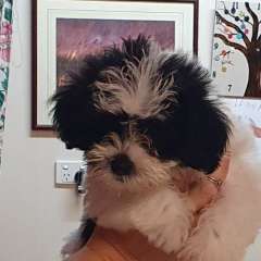 Maltese, Shih Tzu x Jack Russell