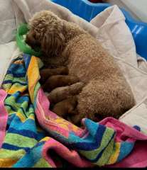 Gorgeous Toy Poodles